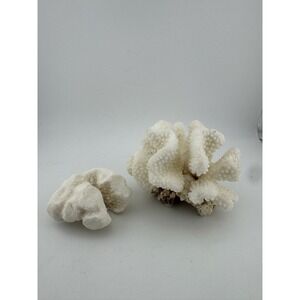 Natural White Branch Coral Pair, Seashells, Coastal Decor, Aquarium‎ Décor